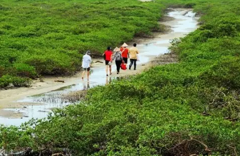 金海湾红树林门票是多少  金海湾红树林好玩吗