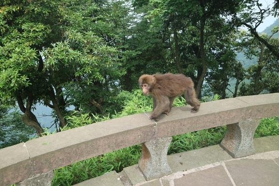 峨眉山有哪些景点 峨眉山有哪些寺庙