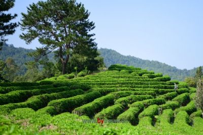 养生保健苦荞茶