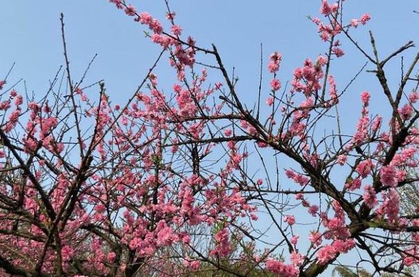 重庆看梅花的地方在哪里 赏梅景点推荐