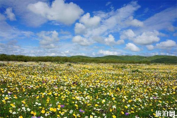 俄么塘花海几月去最好 住宿攻略