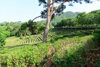 酉阳杜仲茶