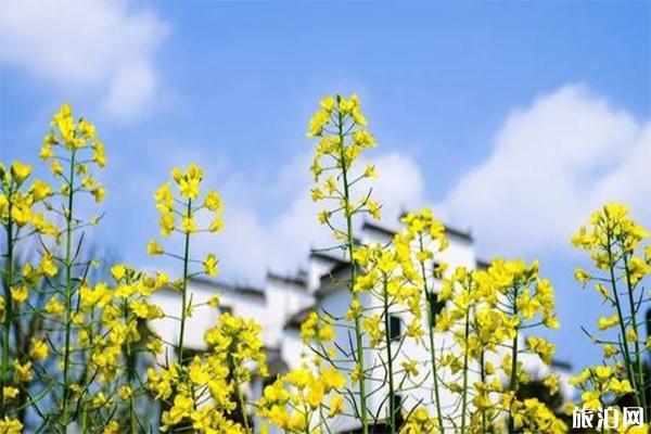 十里四香景区油菜花观赏指南 附开花时间