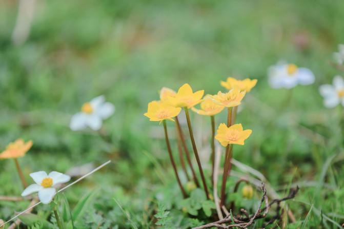 四川红原大草原自由行攻略 红原大草原花期是什么时候