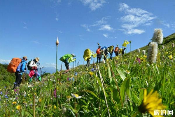 九顶山花海是前山还是后山 上山路线推荐