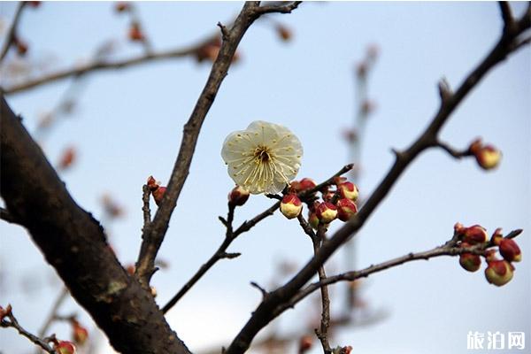 上海梅花节2020最佳观赏时间 上海梅花开了