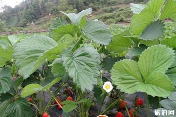 贵州凯里下司草莓基地电话