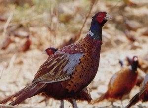 迁西七彩山鸡