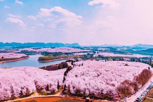 贵州平坝樱花基地介绍 景点在哪里