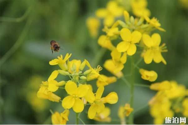 2022佛山西樵山油菜花位置在哪里?盛花期是什么时候?