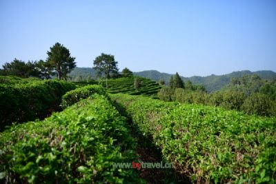 玉峰石崖茶