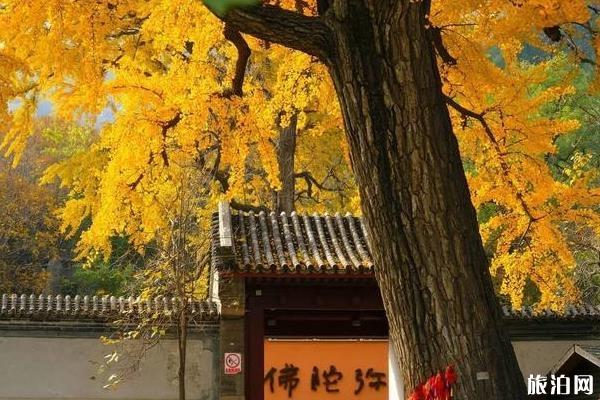 2020北京春节各大寺庙祈福求什么最灵