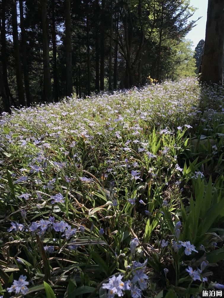 庐山旅游攻略一日游