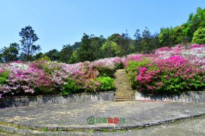 野生杜鹃