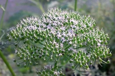 淳安白花前胡