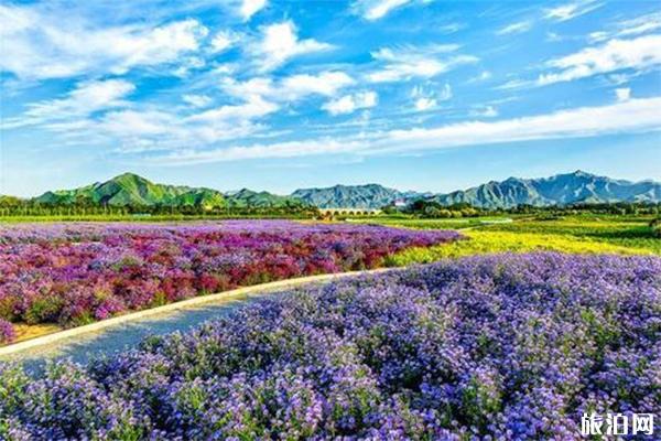 七孔桥花海介绍 什么时候去游玩最好