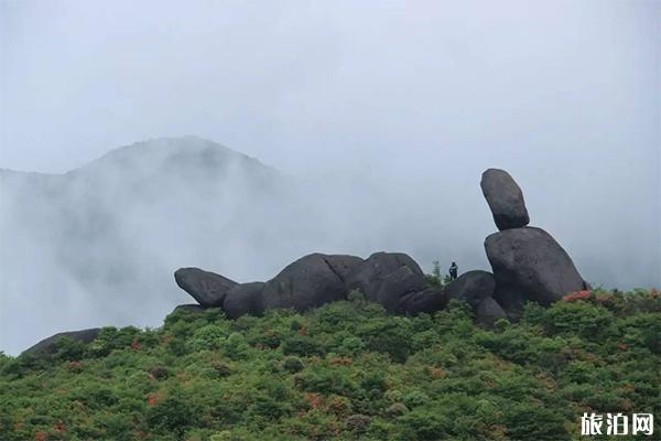 铜鼓大沩山风景区介绍 杜鹃花观赏