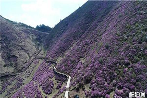 禄劝马鹿塘花海景区杜鹃花什么时候开