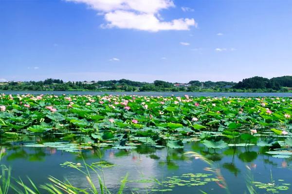 阳澄湖莲花岛一日游攻略