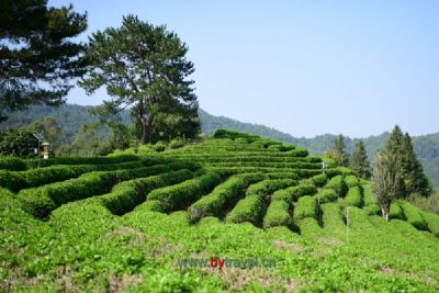 镇巴茶叶