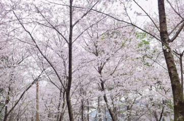 武汉有什么旅游景点 武汉三日游攻略