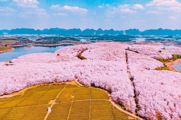 贵州平坝樱花园在哪里 地址及交通指南