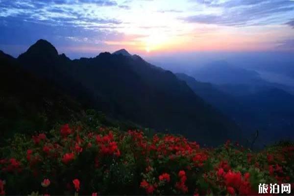 白崖山景区介绍 白崖山杜鹃花什么时候开-游玩攻略