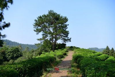 鹧鸪茶