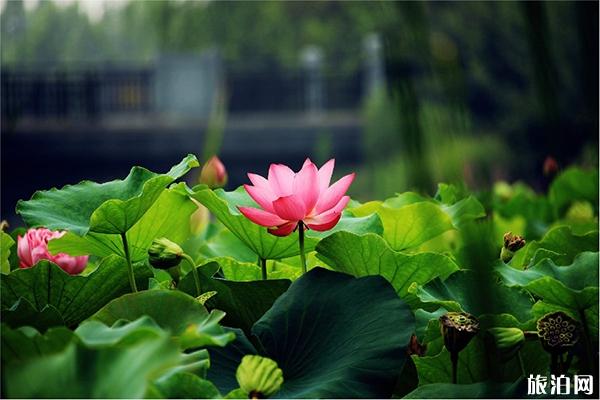 全国荷花展持续时间 第34届全国荷花展时间-门票