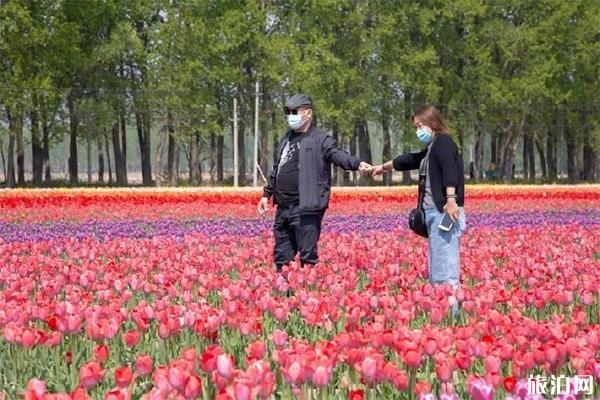 延庆农场郁金香介绍 延庆农场郁金香在哪-游玩攻略