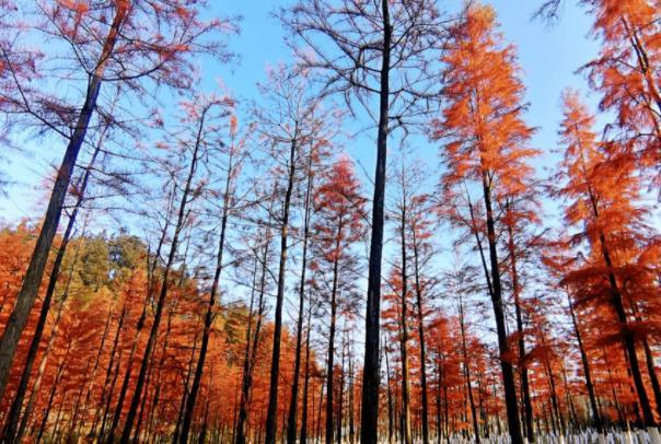 长沙附近看水杉的地方 长沙七大水杉观赏地推荐