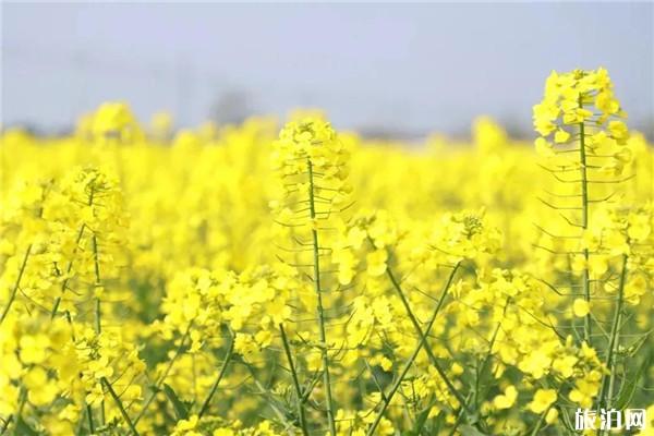 苍南钱库镇油菜花观赏地点推荐