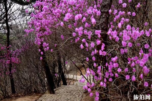 五莲山杜鹃花几月开 赏花地推荐