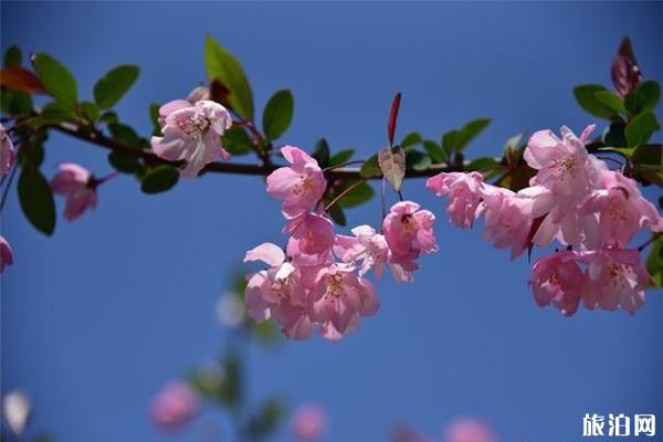 元大都城垣遗址公园海棠花节什么时候举办