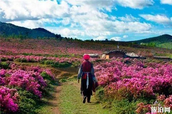 香格里拉的小中甸镇杜鹃花