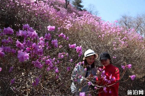 五莲山杜鹃花几月开 赏花地推荐