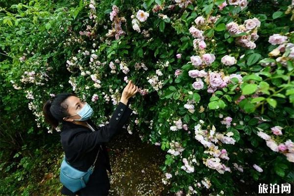 重庆綦江玫瑰园赏花时间 地址-交通指南