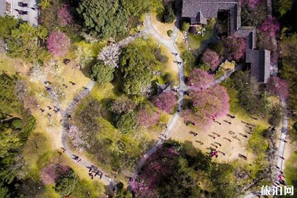 杭州灵峰梅林梅花有哪些品种 梅花观赏指南