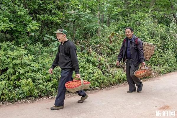 仁寿蜂蜜山樱桃基地樱桃采摘价格