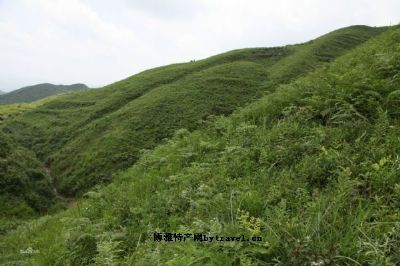 六枝龙胆草