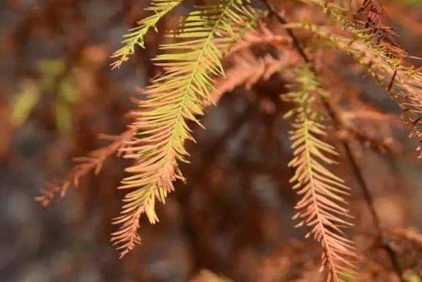 深圳1月赏花好去处 有哪些花开放了