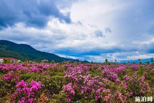 香格里拉到小中甸镇怎么坐车