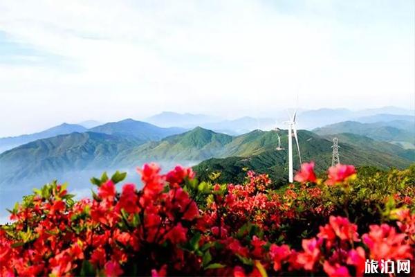 铜鼓县杜鹃花观赏地推荐 仙姑坛景区介绍