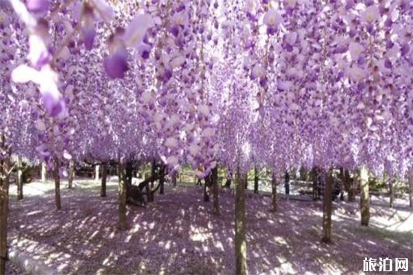 日本紫藤萝瀑布在哪 