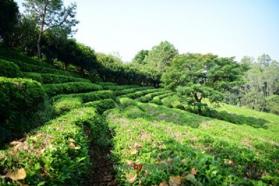 火田大茂山茶