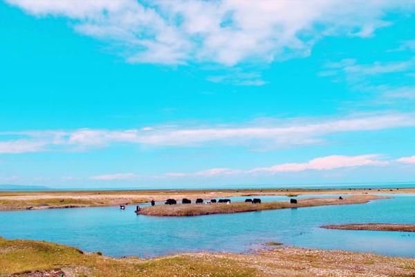 从西宁出发到青海湖旅游攻略