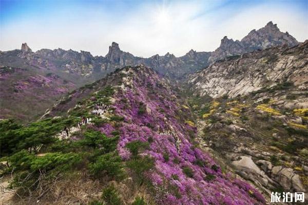 青岛大珠山万亩杜鹃在哪里 什么时候开