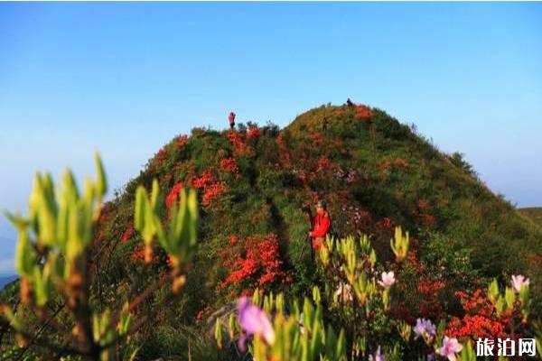 白崖山景区介绍 白崖山杜鹃花什么时候开-游玩攻略