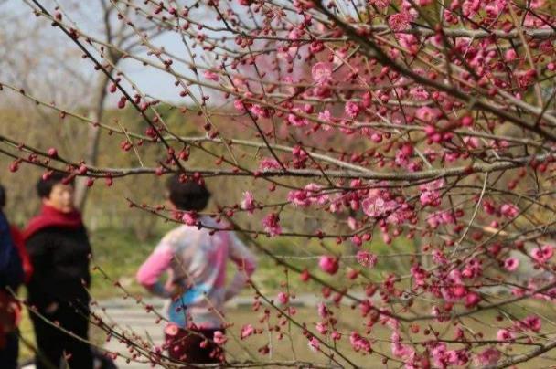 上海赏梅花哪里最好的地方 赏梅花好去处