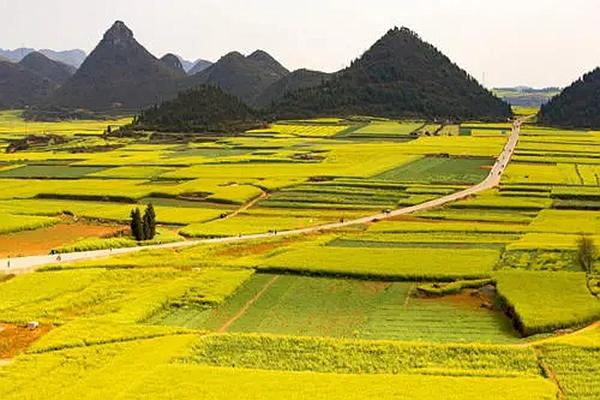 温州油菜花哪里最好看 这几个地方千万别错过